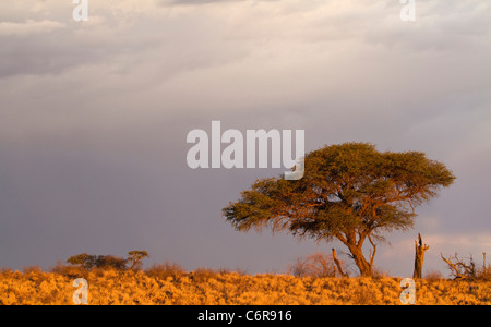 Camelthorn tree (Acacia erioloba) sur une crête dans la chaude lumière vue contre un ciel nuageux Banque D'Images