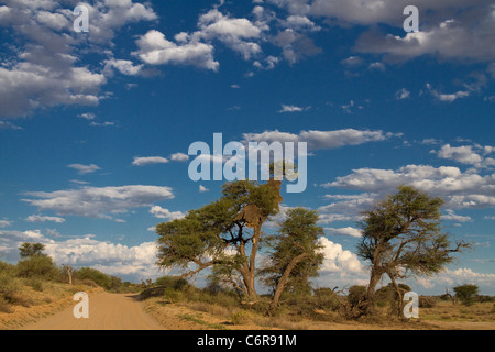 La savane du Kalahari avec un chemin de terre, Camelthorn arbres (Acacia erioloba) et des cumulus épars Banque D'Images