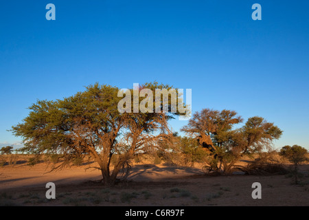 Vue panoramique sur Camelthorn arbres aux tisserands sociable nids (Acacia erioloba) dans le lit de la rivière Auob Banque D'Images