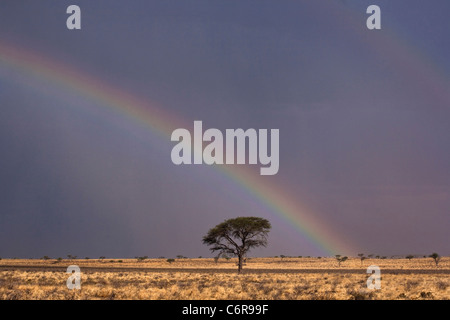 Vue panoramique d'un seul arbre camelthorn (Acacia erioloba) et rainbow après un orage Banque D'Images