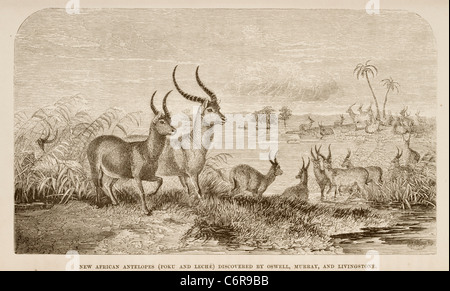 Illustration de David Livingstone's book montrant Puku Cobes Lechwes et découvert par Oswell et Livingstone au Botswana Banque D'Images