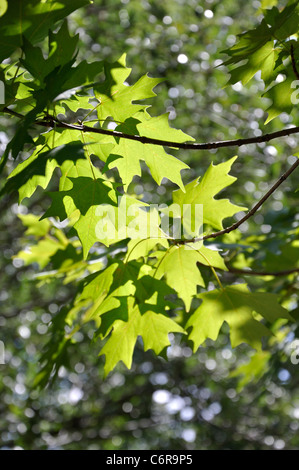 L'Érable à sucre - Acer Saccharum Banque D'Images
