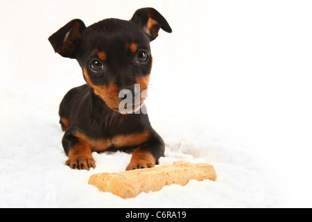 Adorable Doberman Pinsher Miniature Jouet Chiot Chien sur fond blanc. L'accent est mis sur les yeux. Banque D'Images