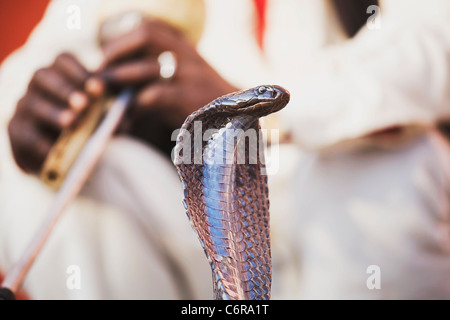 Un charmeur de serpent se produit devant le palais des vents à Jaipur, Inde, Rajasthan Banque D'Images