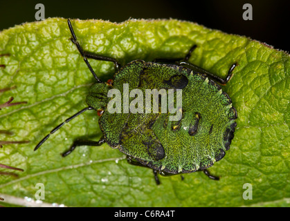 Dernier stade nymphe de la green shieldbug (Palomena prasina) Banque D'Images