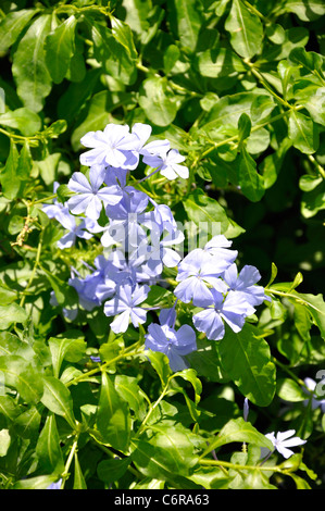 Plumbago bleu azur - Plumbago Auriculata Banque D'Images