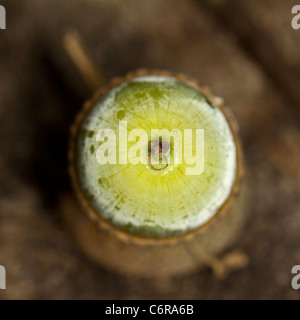 Vue en bout d'un gland d'un chêne sessile (Quercus petraea, Q. sessiliflora) Banque D'Images