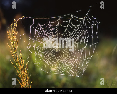 Spider Web avec des gouttes de rosée Banque D'Images