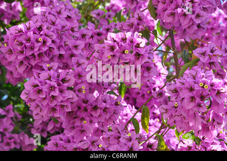 Beautilul rose fleurs des espèces des bougainvilliers Banque D'Images