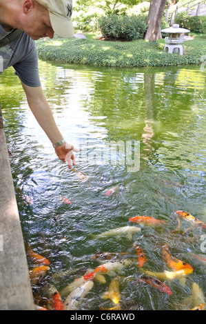 Jardin japonais, Fort Worth, Texas, États-Unis - homme se nourrir de poissons dans un étang de koi Banque D'Images