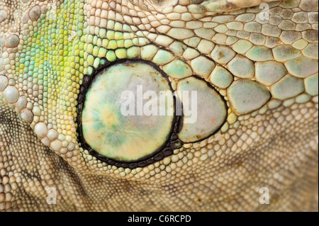 Macro-vision d'iguane vert peau Banque D'Images