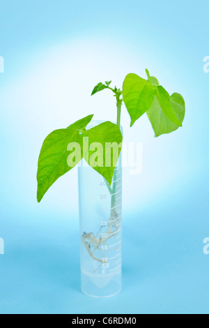 Des semis de plantes génétiquement modifiées dans le tube à essai sur fond bleu Banque D'Images