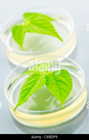 Plantes génétiquement modifiées à l'essai dans des boîtes de Petri Banque D'Images