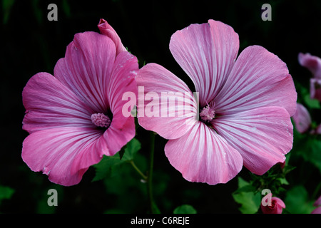 Lavatera trimestris mallow (royale), la floraison. Banque D'Images