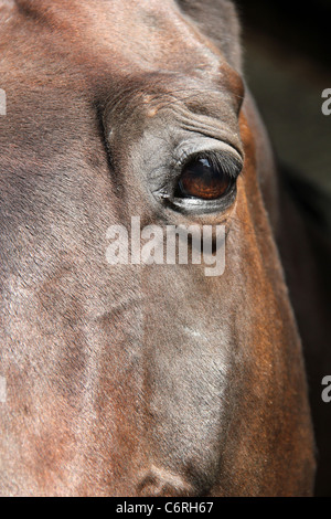 Close up d'un œil chevaux Banque D'Images
