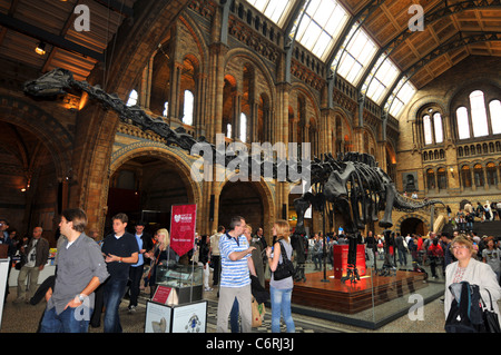 Le Musée d'Histoire Naturelle, le squelette de Diplodocus, Londres, Angleterre, Royaume-Uni Banque D'Images