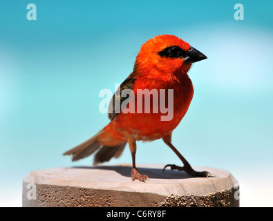 (Foudia madagascariensis Red Fody), Rouge Cardinal Fody Banque D'Images