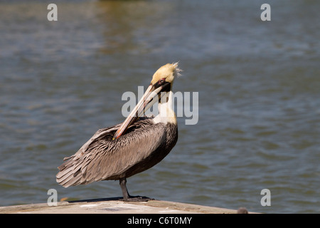 Pélican brun (Pelecanus occidentalis) se lisser Banque D'Images