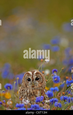 Chouette hulotte captif dans une prairie remplie de fleurs Banque D'Images