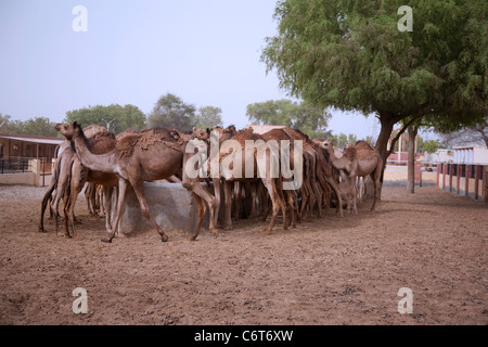 Ferme d'élevage de chameaux de Bikaner au Rajasthan Banque D'Images