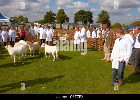 Les moutons sont jugés dans une arène d'exposition au comté de Bucks Show 2011 Banque D'Images