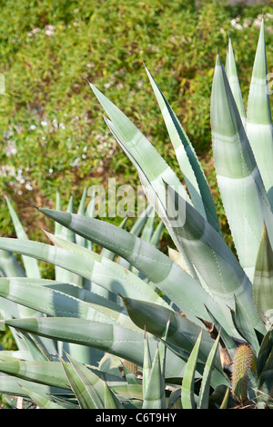 Libre de l'aloe vera, plante médicinale dans son environnement naturel Banque D'Images
