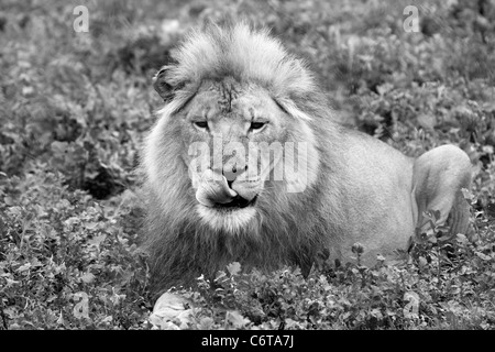 Image en noir et blanc de l'homme lion (Panthera leo) lécher ses lèvres après avoir été nourris à zoo tygerberg près du cap. Banque D'Images