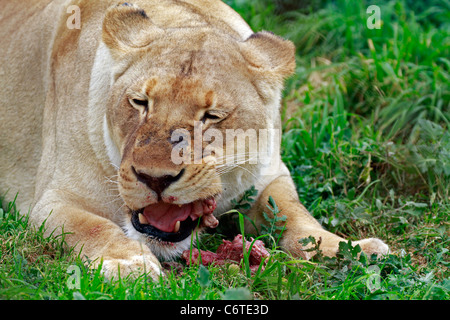 Lionne(Panthera leo) poulets nourris au zoo tygerberg près du cap. Banque D'Images