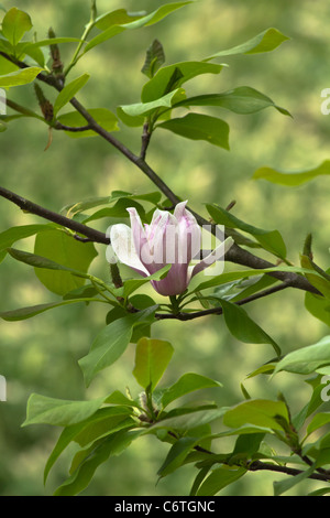 Rose Magnolia x soulangiana Bush avec une fleur sur une branche verte nature photos floue arrière-plan flou incroyable personne vertical haute résolution Banque D'Images