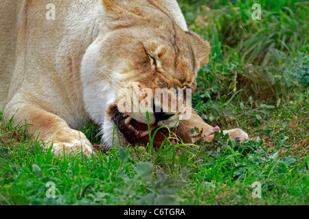 Lionne(Panthera leo) poulets nourris au zoo tygerberg près du cap. Banque D'Images