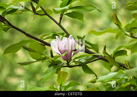 Rose Magnolia x soulangiana Bush avec une fleur sur une branche verte nature photos floues flou arrière-plan affichage incroyable personne horizontal haute résolution Banque D'Images