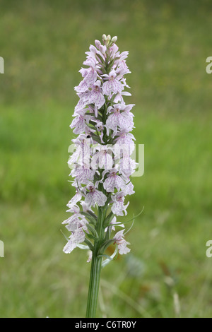 Orchidées dactylorhiza maculata Heath spotted Banque D'Images