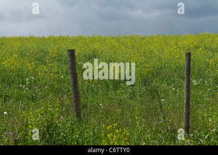 Moutarde blanche Sinapis Alba Brassica beau paysage rural Michigan mi photos images photos Grande haute résolution horizontale aux Etats-Unis US haute résolution Banque D'Images