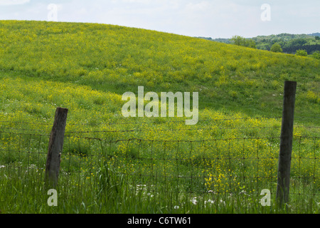 Moutarde blanche Sinapis Alba Brassica paysage rural magnifique Michigan MI images photos vente sur alamy horizontal aux USA US haute résolution Banque D'Images