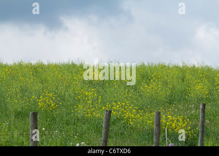 Moutarde blanche Sinapis Alba brassica beau paysage rural Michigan MI images photos photographie horizontale aux États-Unis US haute résolution Banque D'Images