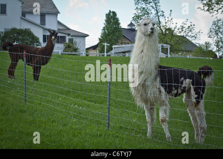 Paire de Lamas sur la pelouse d'herbe verte dans l'Ohio États-Unis beau paysage nature photos inspirées image personne aucun arrière-plan horizontal haute résolution Banque D'Images