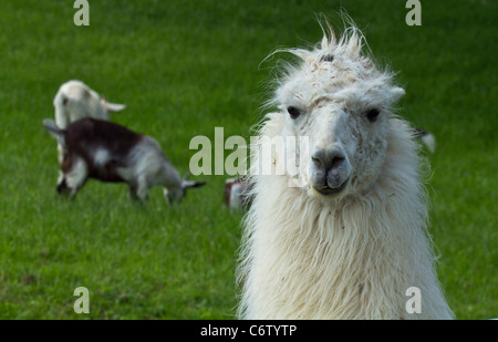 Portrait d'un lama Lama glama tête visage sur l'herbe verte photos images images photographie horizontale aux États-Unis US haute résolution Banque D'Images