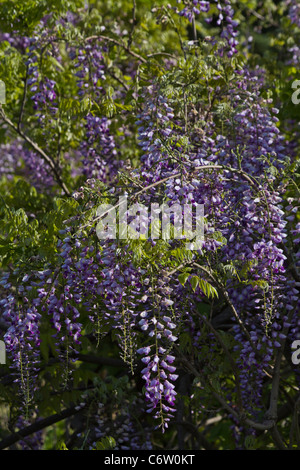 Japonais Wisteria floribunda une fleur violette close up gros plan personne verticale haute résolution Banque D'Images