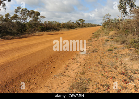 Les fleurs sauvages sur le côté du chemin de la côte sud de l'Autoroute, Esperance Shire, Western Australia, Australia Banque D'Images