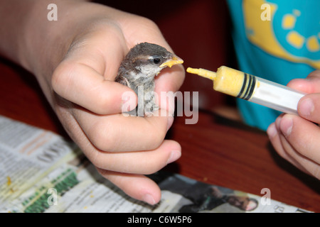 Boy feeding petit oiseau Banque D'Images