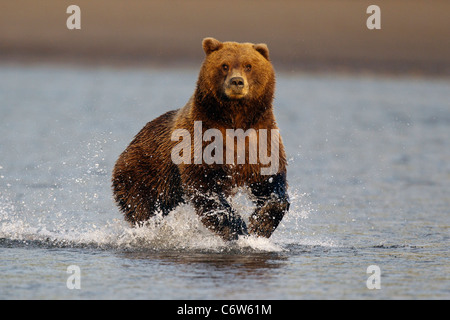 L'Amérique du Nord l'ours brun (Ursus arctos horribilis) sow poissons dans Lake Clark National Park, Alaska, United States of America Banque D'Images