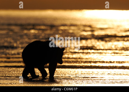 Ours brun nord-américain sow walking on beach pendant le lever du soleil, Lake Clark National Park, Alaska, United States of America Banque D'Images