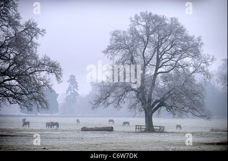 Les chevaux paître dans un champ sur un matin glacial près de Tetbury Gloucestershire, Royaume-Uni Banque D'Images