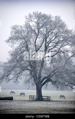 Les chevaux paître dans un champ sur un matin glacial près de Tetbury Gloucestershire, Royaume-Uni Banque D'Images