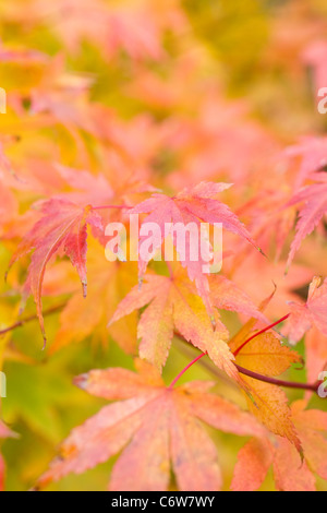 Automne couleur des feuilles d'érable japonais Banque D'Images