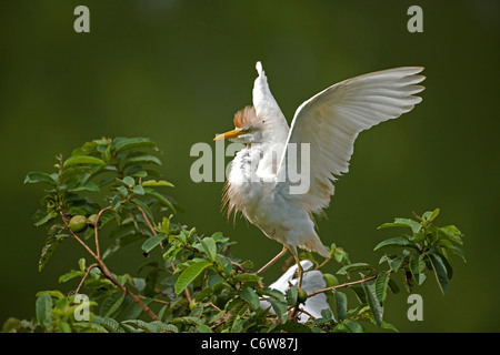 Héron garde-boeufs (Bubulcus ibis) - battant - Costa Rica - colonie de nidification à la forêt tropicale - Banque D'Images