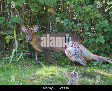 Également appelé Muntjac bébé Deer Barking Muntiacus reevesi aussi petit qu'un Faisan de Colchide Phasianus colchicus c'est l'alimentation par l'Oxfordshire Banque D'Images