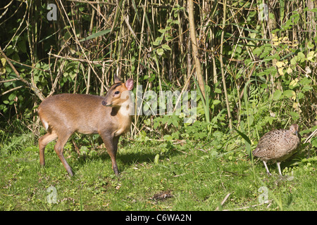 Également appelé Muntjac bébé Deer Barking Muntiacus reevesi aussi petit qu'un Faisan de Colchide Phasianus colchicus c'est l'alimentation par l'Oxfordshire Banque D'Images