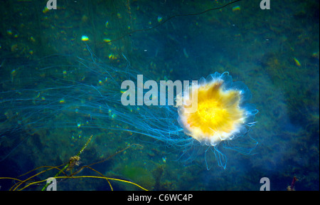 Une méduse colorés dans le port de Risør, Norvège Banque D'Images