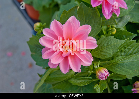 Les Pivoines fleurs avec pétales rose sur grand jardin glade Banque D'Images
